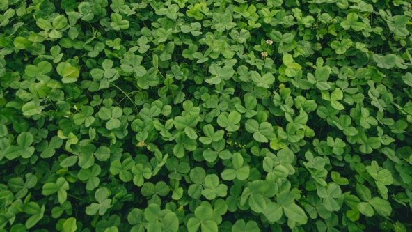 Clover Food Plot