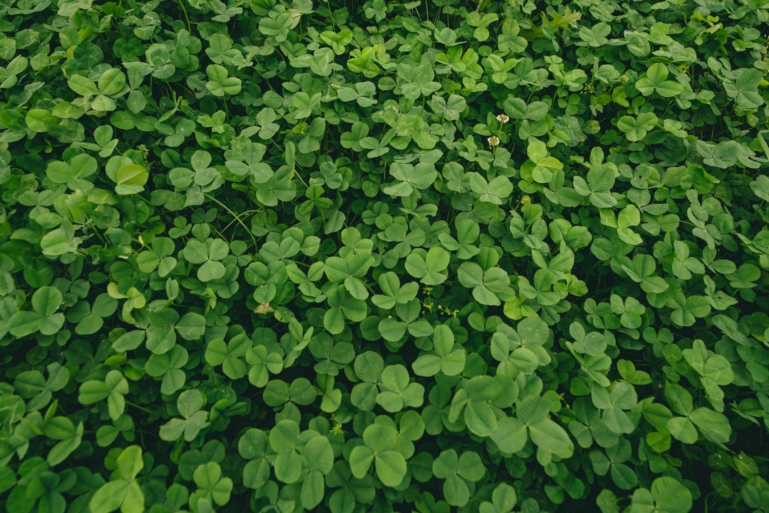 Clover Food Plot