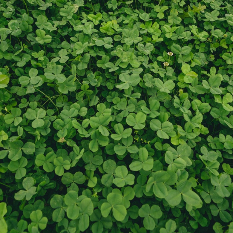 Clover Food Plot